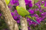 Nearby Nanday conure - Image 5