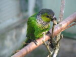 Nearby Black Capped Conure - Image 6