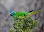 Nearby Blue Crown Conure - Image 6