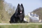 Nearby Pure Black German Shepherd Puppy - Image 3
