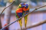 Nearby Rainbow Lorikeet - Image 6
