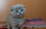 Nearby British Shorthair Cats & Kittens - Image 5