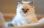 Nearby Ragdoll Cats & Kittens - Image 2