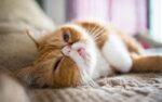 Nearby Exotic Shorthair Cats & Kittens - Image 3