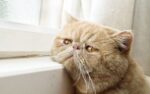 Nearby Exotic Shorthair Cats & Kittens - Image 2