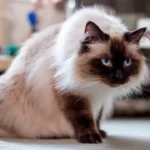 Nearby Himalayan Cats & Kittens
