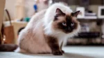 Nearby Himalayan Cats & Kittens