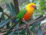 Nearby Jenday Conure - Image 4