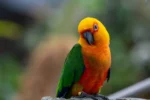 Nearby Jenday Conure - Image 2