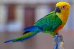 Nearby Jenday Conure