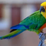 Nearby Jenday Conure