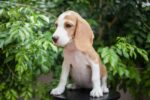 Nearby Lemon & White Beagle Puppy - Image 2