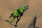Nearby Blue Crown Conure - Image 4