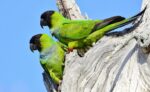 Nearby Nanday conure - Image 4