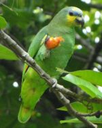 Nearby Orange Wing Amazon Parrots - Image 2