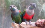 Nearby Crimson Bellied Conure - Image 3