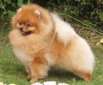 Nearby Cuture Toy Pom Puppy | Cream Color - Image 5
