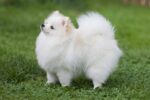 Nearby Culture Toy Pom Puppy | White Color - Image 5