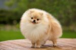 Nearby Cuture Toy Pom Puppy | Cream Color - Image 4