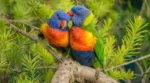 Nearby Rainbow Lorikeet - Image 3