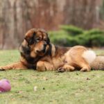 Nearby Tibetan Mastiff Puppy