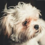 Nearby White Shih Tzu Color Puppy