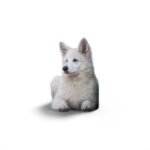 Nearby German Shepherd | White - Image 4