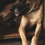 Nearby Fawn Great Dane Color Puppy