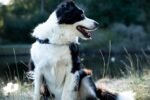 Nearby Border Collie Puppy - Image 7