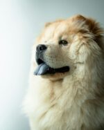 Nearby Cream Chow Chow Puppy - Image 2