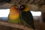 Nearby Green African Love Birds - Image 6