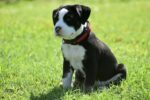 Nearby Standard American Bully Puppy - Image 4