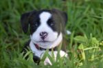 Nearby Standard American Bully Puppy - Image 3