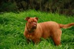 Nearby French Mastiff Puppy - Image 6