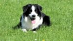 Nearby Border Collie Puppy - Image 4
