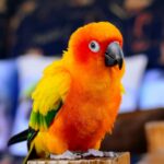 Nearby Sun Conure