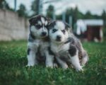 Nearby Siberian Husky | Black & White Color With Blue Eye - Image 6