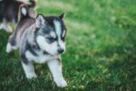 Nearby Siberian Husky | Black & White Color With Blue Eye - Image 5