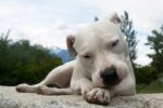 Nearby Doggo Argentino Puppy - Image 5