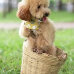 Nearby Apricot Standard Poodle Color Puppy