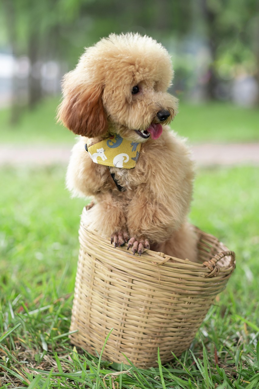 animal-7172329_1280.jpg Nearby Apricot Standard Poodle Color Puppy - Image 1