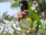 Nearby Nanday conure - Image 2