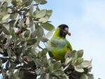 Nearby Nanday conure - Image 3