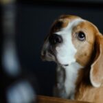 Nearby Tricolor Beagle Puppy