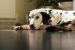 Nearby Black & White Dalmatian Color Puppy - Image 6
