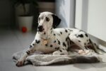 Nearby Black & White Dalmatian Color Puppy - Image 7