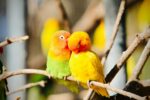 Nearby Peach African Love Birds
