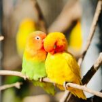 Nearby Peach African Love Birds