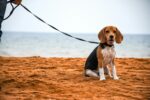 Nearby Tricolor Beagle Puppy - Image 4