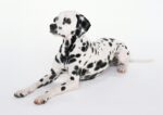Nearby Black & White Dalmatian Color Puppy - Image 5